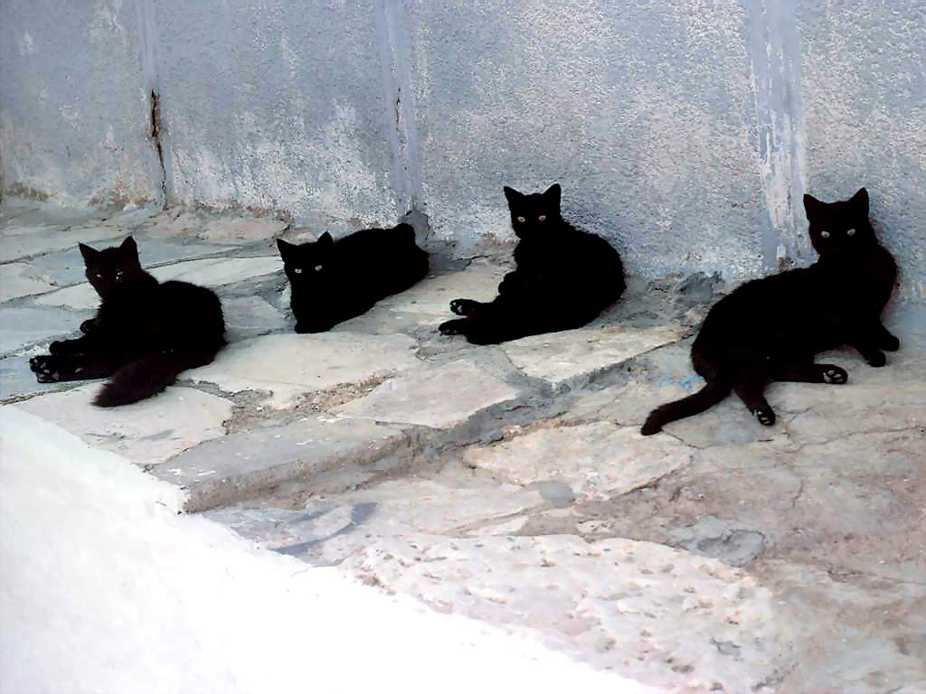 Gatti (109)